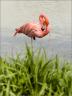 Розовый фламинго - дитя заката