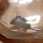 mouse2 mouse2