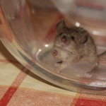 mouse4 mouse4
